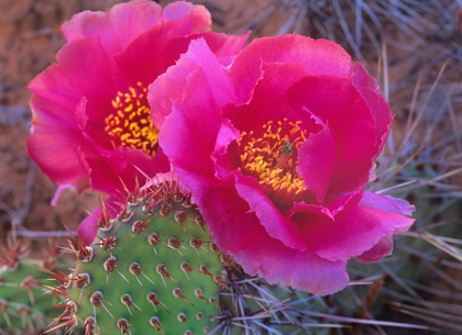 Picture of GRIZZLY BEAR CACTUS