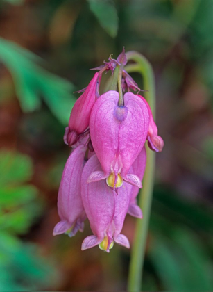 Picture of BLEEDING HEARTS