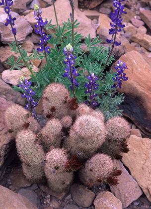 Picture of BROWN FLOWERED CACTUS AND LUPINES