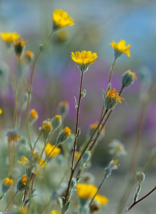 Picture of DESERT SUNFLOWERS