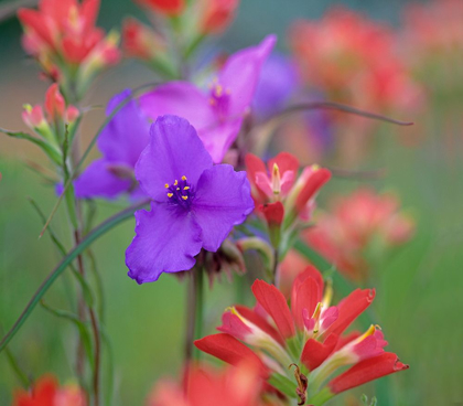 Picture of PRARIE SPIDERWORT AND INDIAN PAINTBRUSHES