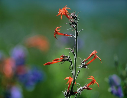 Picture of SCARLET TRUMPETS