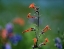 Picture of SCARLET TRUMPETS