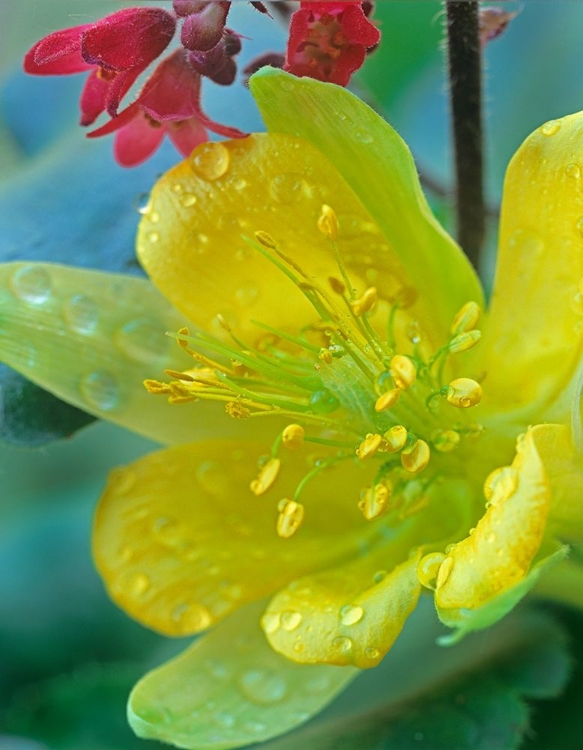 Picture of YELLOW COLUMBINE AND CORAL BELLS