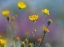 Picture of DESERT SUNFLOWERS