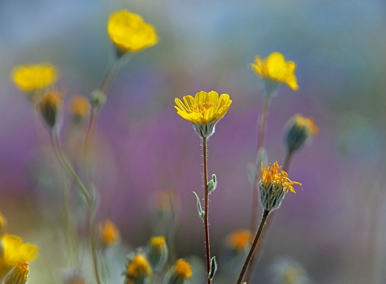 Picture of DESERT SUNFLOWERS