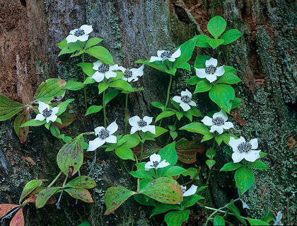 Picture of BUNCHBERRY BLOOMS