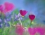 Picture of WINE CUPS AND TEXAS BLUEBONNETS