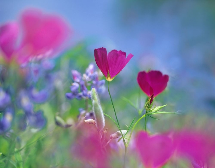 Picture of WINE CUPS AND TEXAS BLUEBONNETS