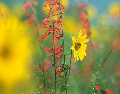 Picture of SUNFLOWER AND SCARLET GILIA