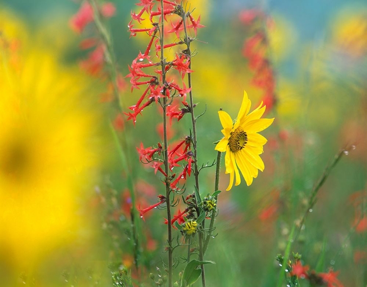 Picture of SUNFLOWER AND SCARLET GILIA