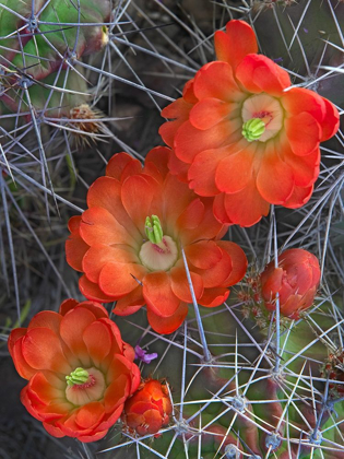 Picture of CLARET CUP CACTUS