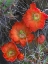 Picture of CLARET CUP CACTUS