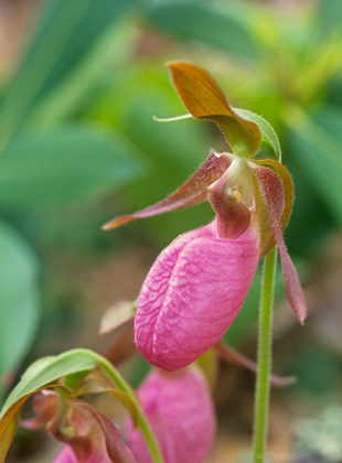 Picture of PINK LADYS SLIPPER ORCHID