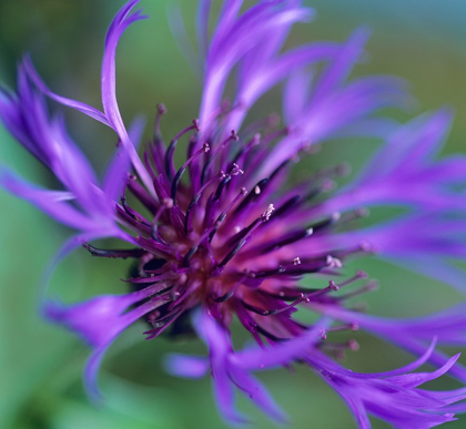 Picture of MOUNTAIN BLUET