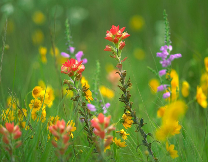 Picture of INDIAN PAINTBRUSHES WITH COREOPSIS AND HAIRY BEARTOUNGUE PENSTEMON