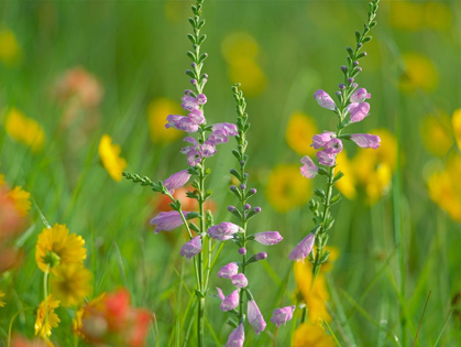 Picture of HAIRY BEARDTOUNGUE PENSTEMON