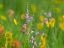 Picture of HAIRY BEARDTOUNGUE PENSTEMON