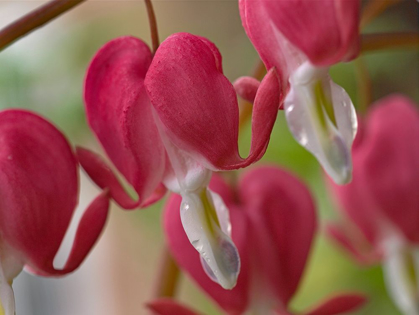 Picture of BLEEDING HEARTS I