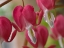Picture of BLEEDING HEARTS I