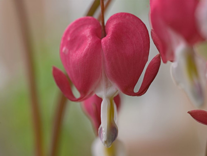 Picture of BLEEDING HEARTS III