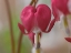 Picture of BLEEDING HEARTS III