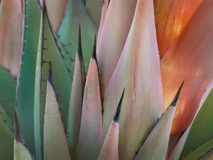 Picture of HAVARD AGAVE