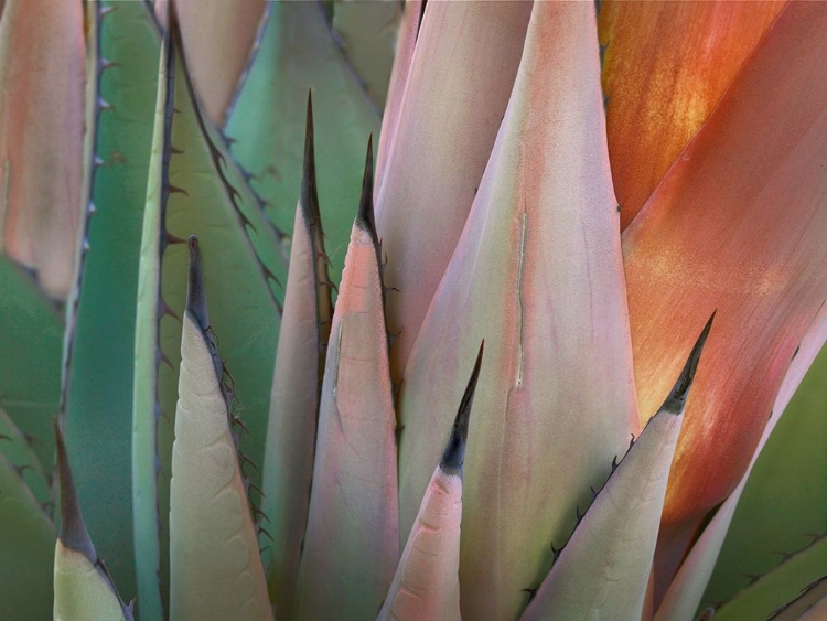 Picture of HAVARD AGAVE
