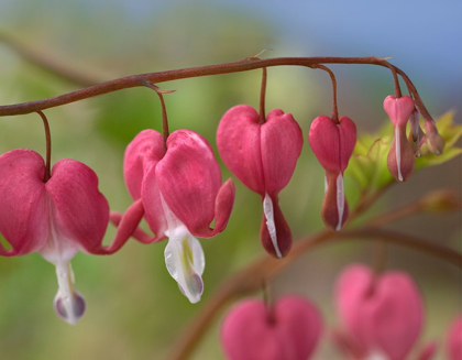 Picture of BLEEDING HEARTS IV