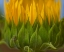 Picture of SUNFLOWERS I