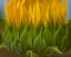 Picture of SUNFLOWERS I