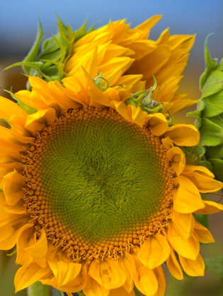 Picture of SUNFLOWERS II