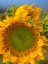 Picture of SUNFLOWERS II