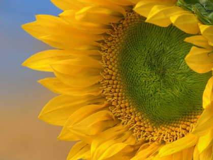 Picture of SUNFLOWERS III