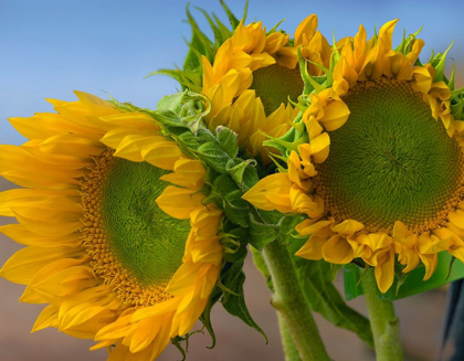 Picture of SUNFLOWERS IV