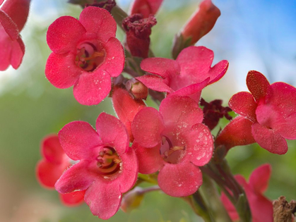 Picture of WRIGHTS PENSTEMON