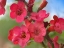 Picture of WRIGHTS PENSTEMON