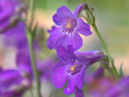 Picture of SIDEBELLS PENSTEMON I