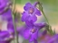 Picture of SIDEBELLS PENSTEMON I