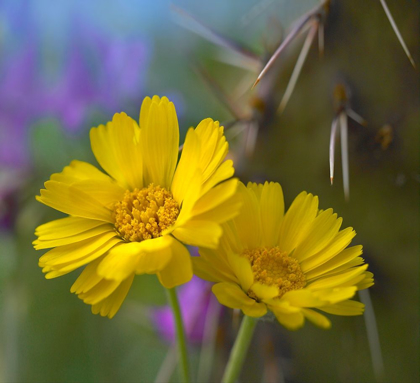 Picture of DESERT MARIGOLDS I