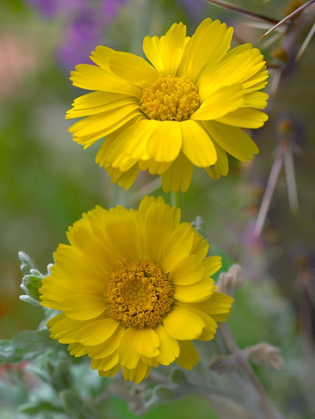 Picture of DESERT MARIGOLDS II