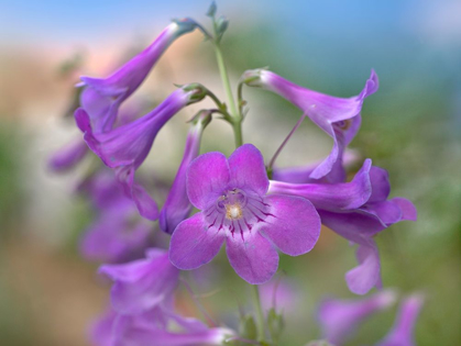 Picture of SIDEBELLS PENSTEMON II