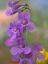 Picture of SIDEBELLS PENSTEMON III