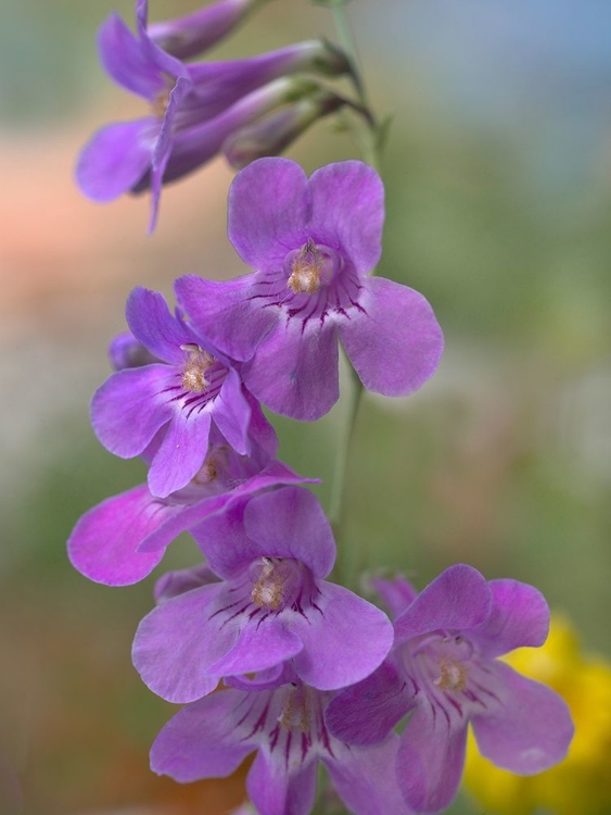 Picture of SIDEBELLS PENSTEMON III