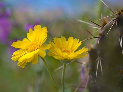 Picture of DESERT MARIGOLD III