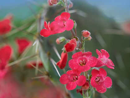 Picture of WRIGHTS PENSTEMON II