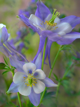 Picture of ROCKY MOUNTAIN COLUMBINE I