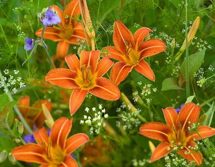 Picture of WILD DAYLILLIES I