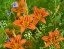 Picture of WILD DAYLILLIES I