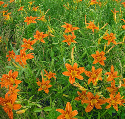Picture of WILD DAYLILLIES II